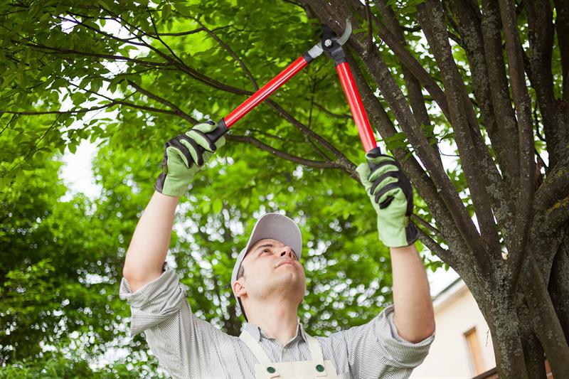 Man Pruning Tree