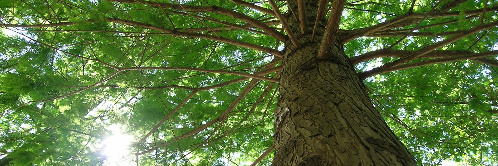 tree-from-below-with-sun-peeking-through-branches_web_PAN_color