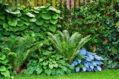 Ferns and Other Native Plants