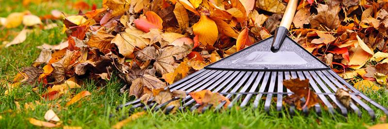 rake and leaves