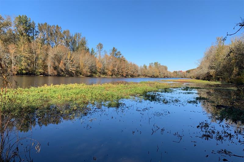 Willamette Slough After Ludwigia Treatment