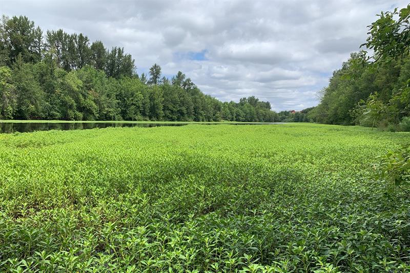 Willamette Slough Before Ludwigia Treatment