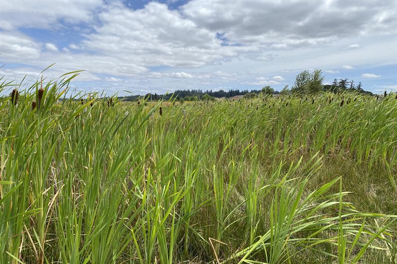 mill creek corporate center wetlands