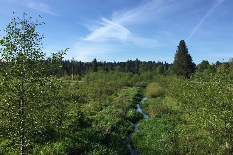 waln creek wetlands with center stream