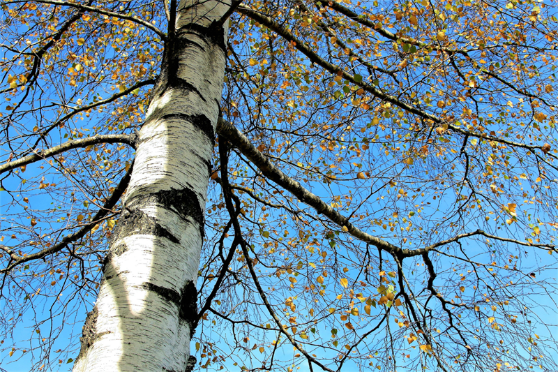 birch-tree-1600x1067-web-canva