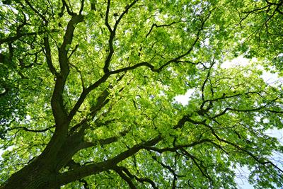 ancient oak tree on a sunny summer day