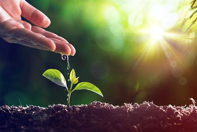 hand watering young sprouting plant backlit sunlight