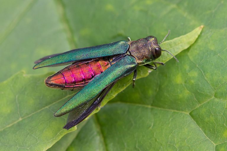 Emeral Ash Borer