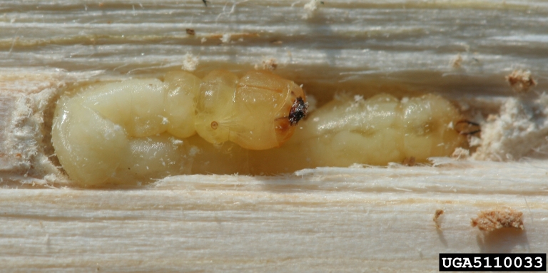 Emerald Ash Borer Pupation