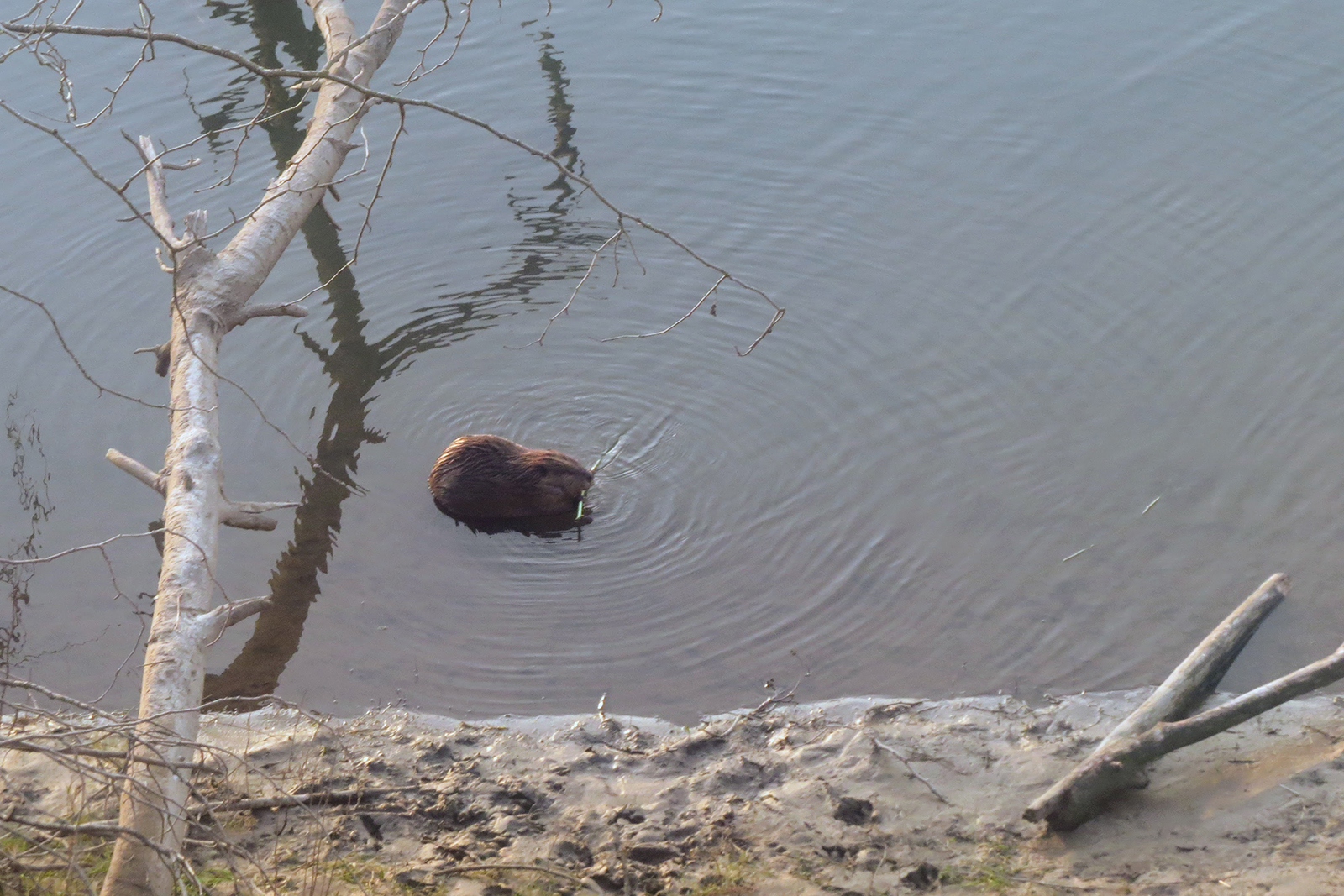 Beaver eating 4