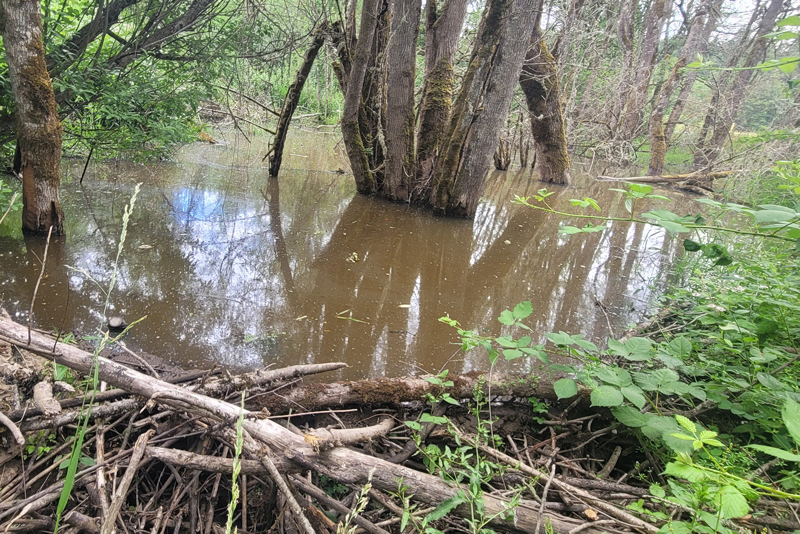 Beaver Ecology