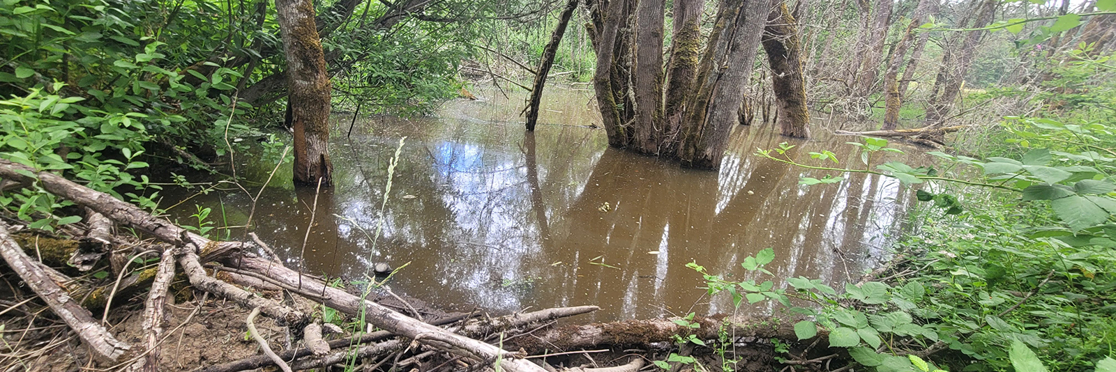 Beaver Ecology 1600x533