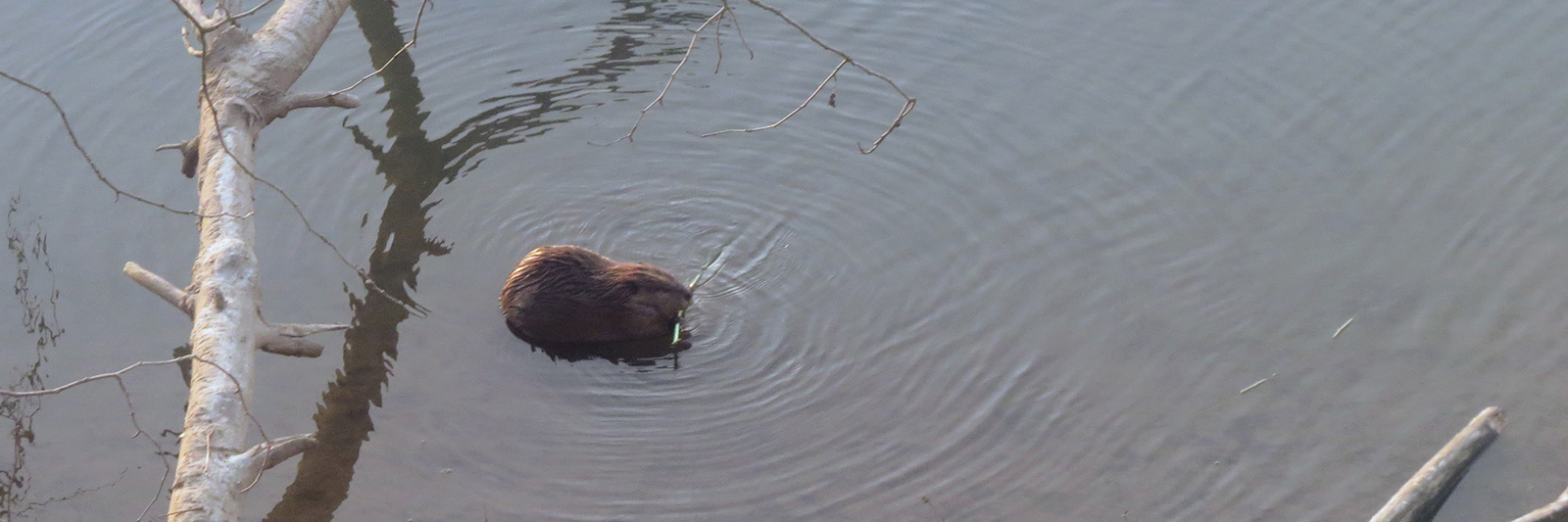 Beaver eating 4 1600x533