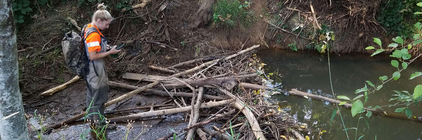 beaver dam 1600x533