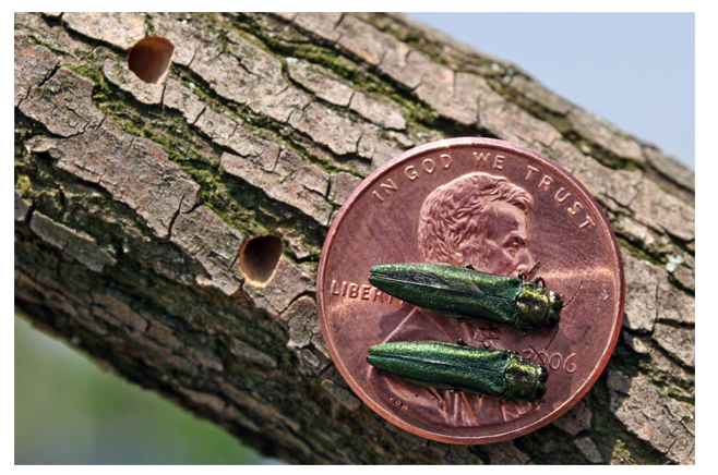 Emerald Ash Borer on a penny