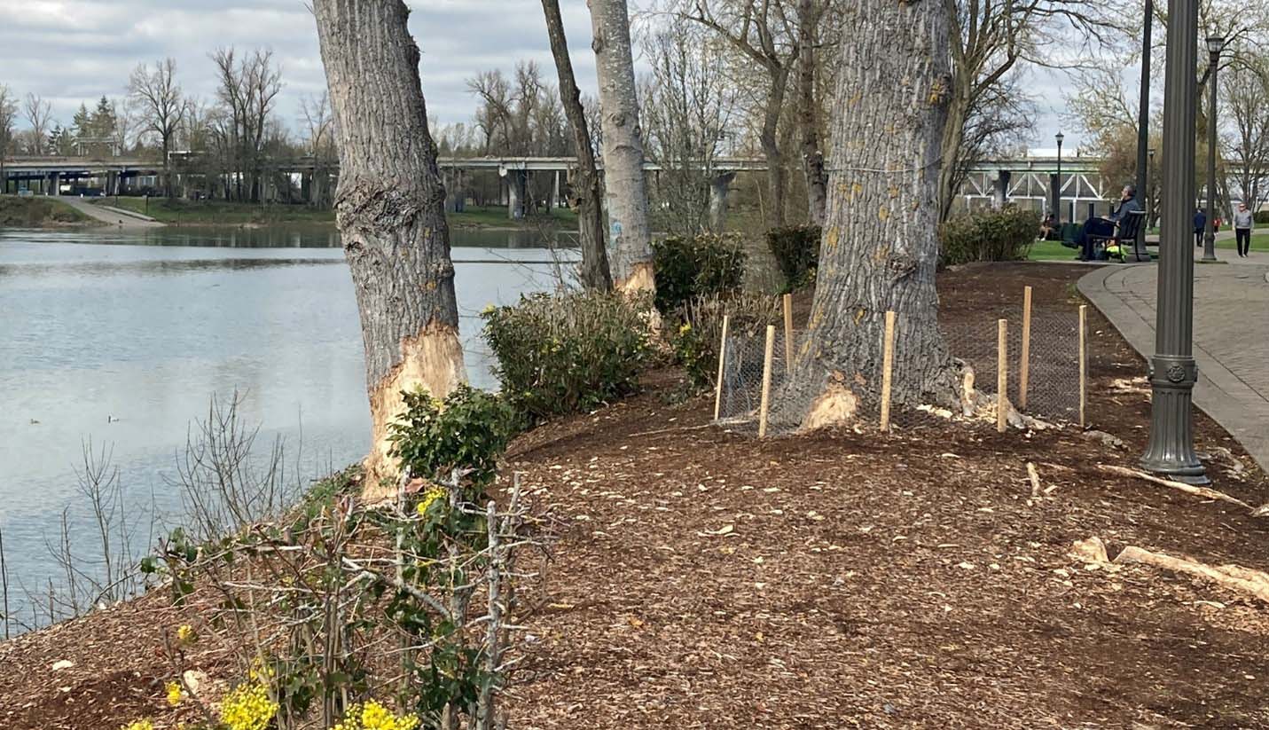 Tree Protection Riverfront Park