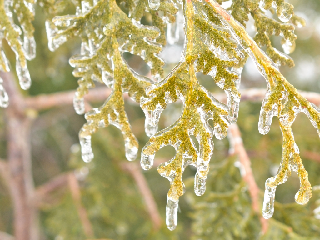 Ice on branch