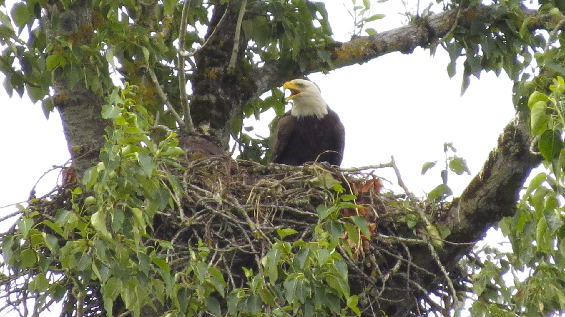 Eagle's nest