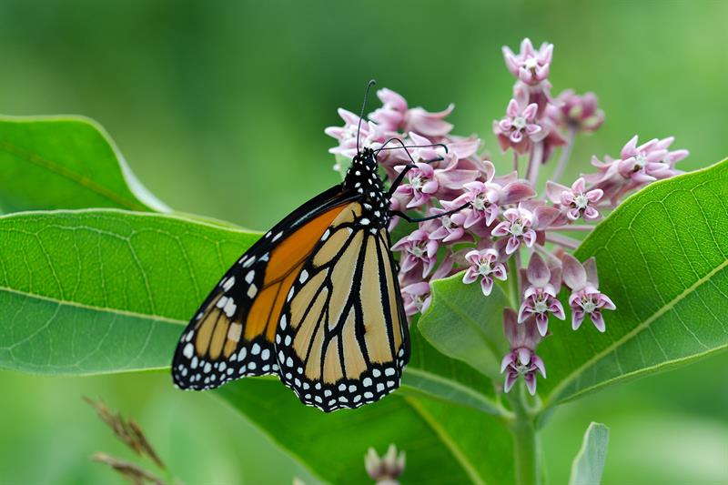 Monarch Butterfly