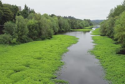 Restoring the Slough