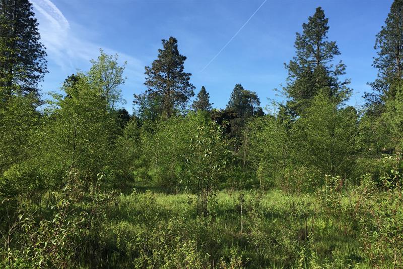 Waln Creek Wetlands