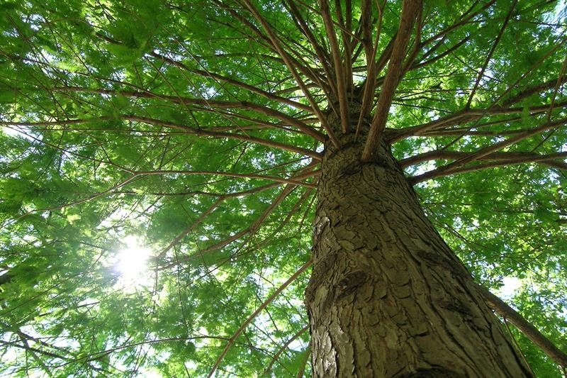 tree with sun peeking through branches