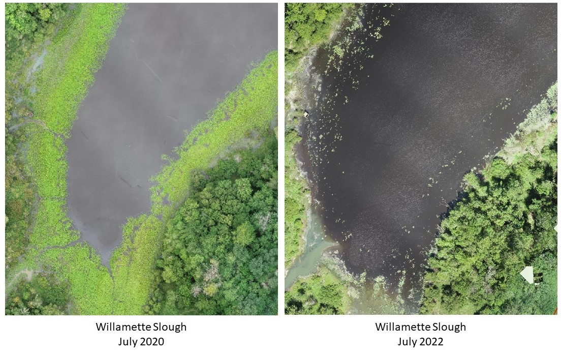 Willamette Slough progress 2020-2022