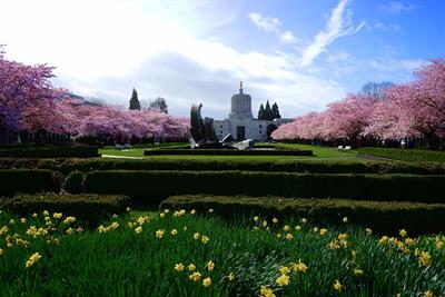 capitol building with trees in bloom and sculpture in frame