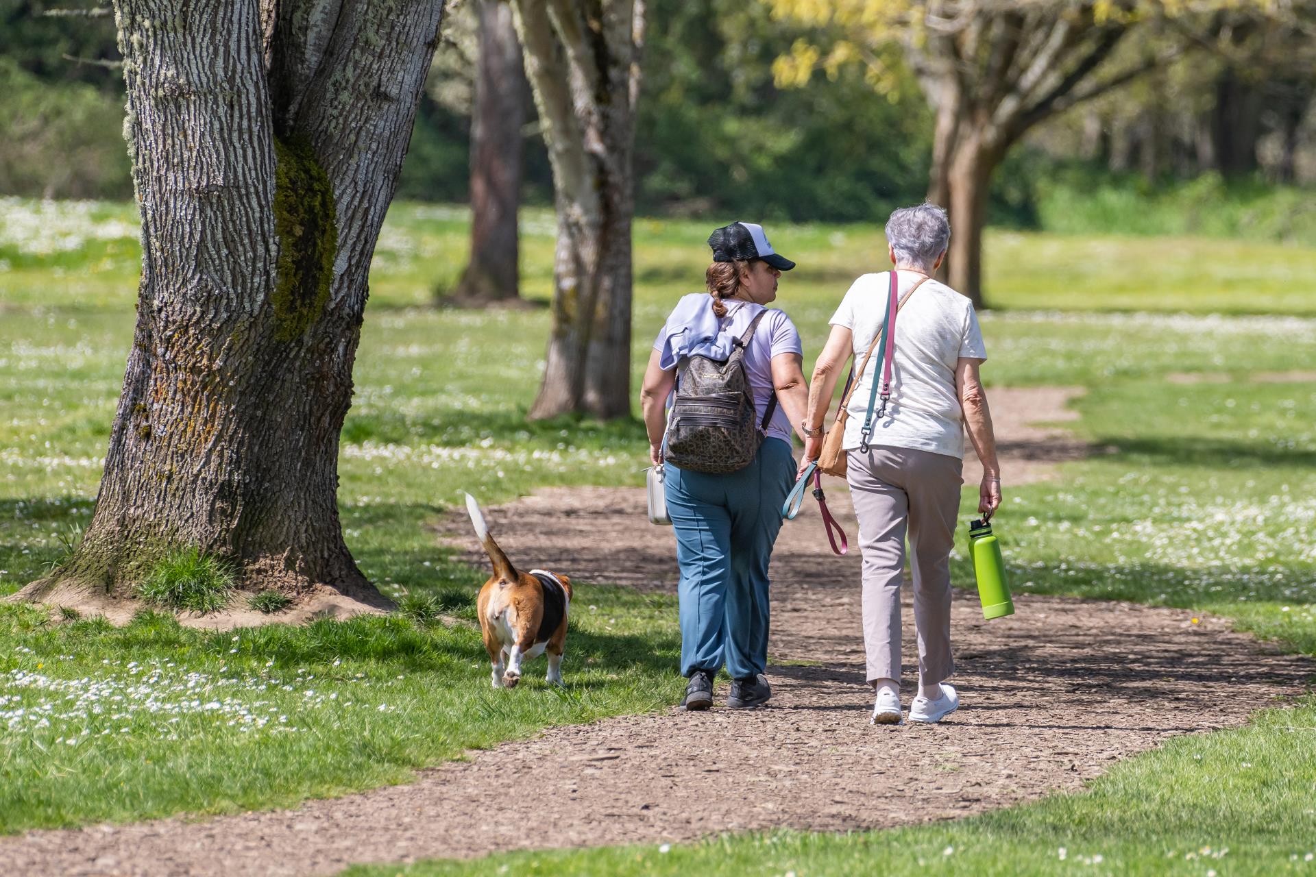 COS-minto-brown dog park-2023-7