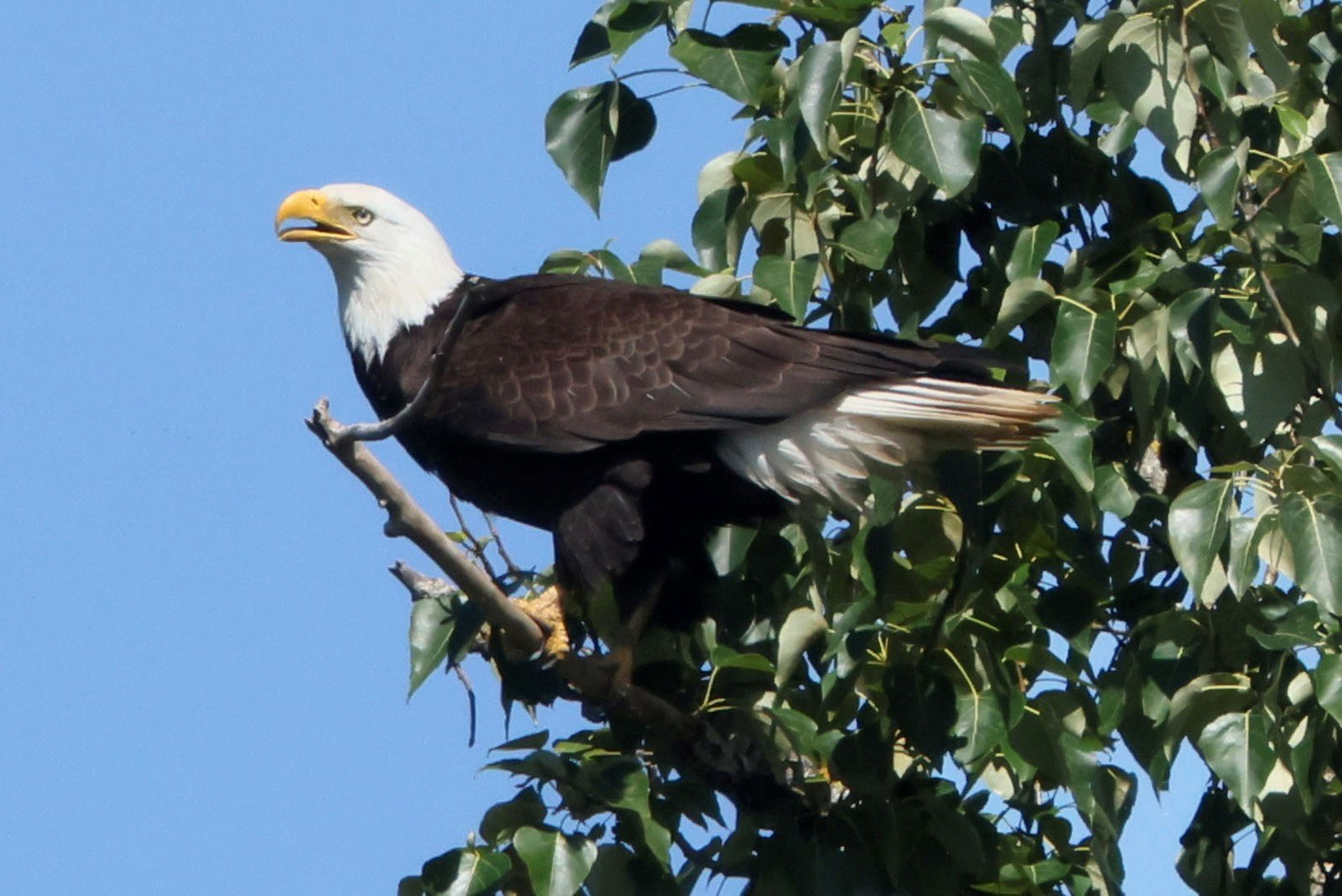 20240607 Eagle on Branch-2