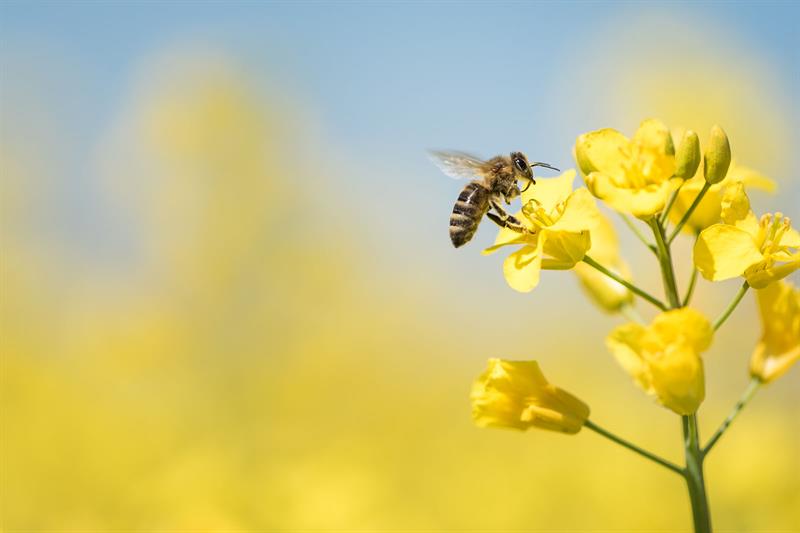 bee collects pollen in spring