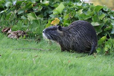 nutria on grass near mill creek