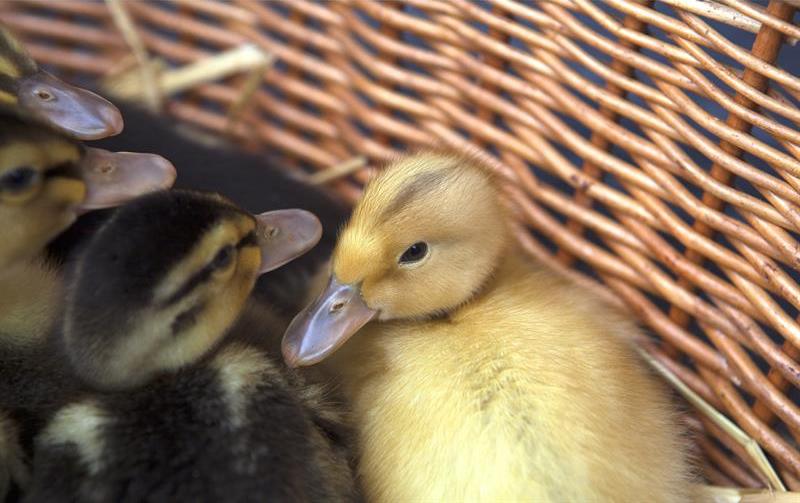 ducks in basket