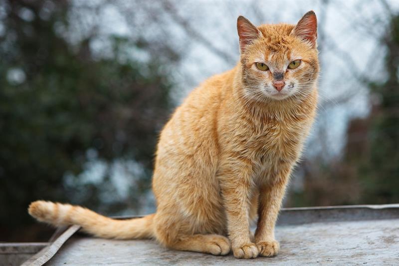 stray feral cat sitting on garbage container