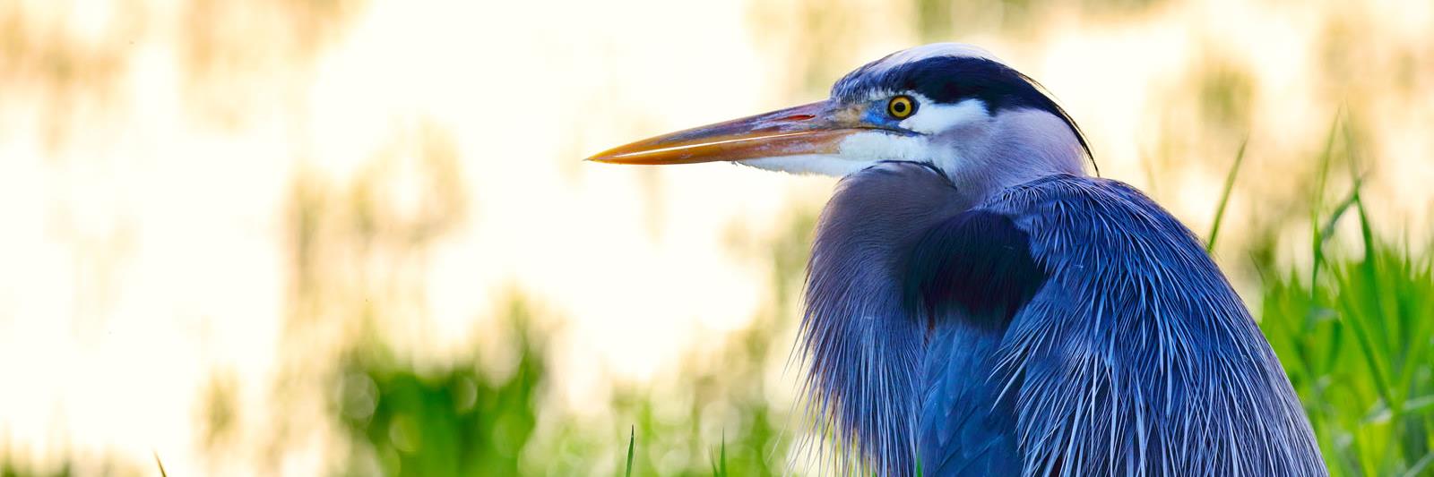 great blue heron