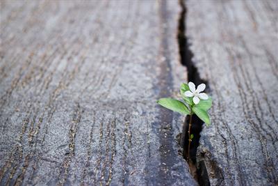 white flower growing in crack in street