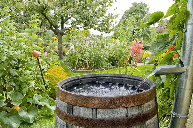 Rain Barrely in the Garden